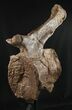 Tall Diplodocus Caudal Vertebra - Dana Quarry #10140-2